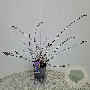 Buddleja d. 'Nanho Blue' 50-55 cm 3,0L