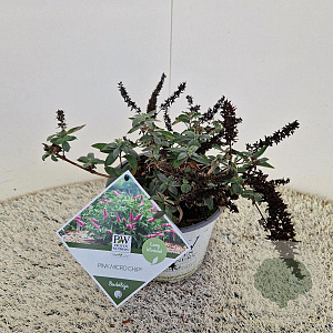 Buddleja d. Pink Micro Chip 25-30 cm 3,0L