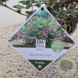 Buddleja d. Pink Micro Chip 25-30 cm 3,0L
