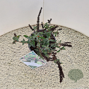 Buddleja d. Pink Micro Chip 25-30 cm 3,0L