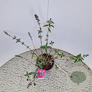 Buddleja d. 'Royal Red' 50-55 cm 3,0L