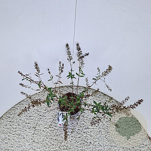 Buddleja Free Petite Snow White 40-45 cm 2,5L