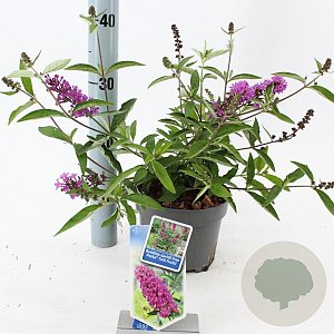 Buddleja Free Petite Tutti Fruitti 20-25 cm 2,0L