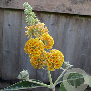 Buddleja weyer. 'Sungold' GM 3,0L leverbaar