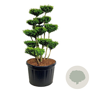Buxus sempervirens 125-150 cm cont. 230L bonsai