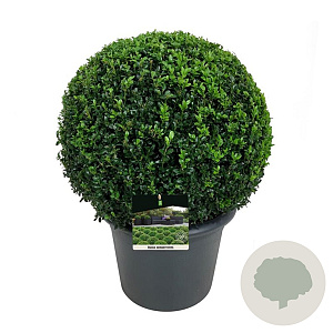 Buxus sempervirens 50-55 cm 26L bol