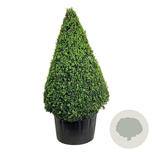 Buxus sempervirens 175-200 cm cont. 285L piramide