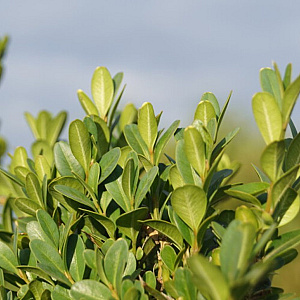 Buxus sem. 'Raket' 175-200 cm draadkluit struik op Stam
