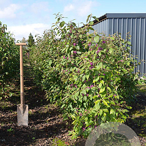 Callicarpa bod. 'Profusion' 100-125 cm met kluit