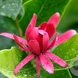Calycanthus occidentalis 175-200 cm draadkluit struik op Stam