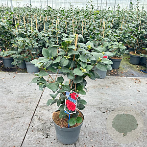 Camellia j. 'Lady Campbell' 35-40 cm 5,0L