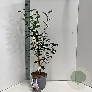 Camellia j. 'Nuccio's Pearl' 60-70 cm 5,0L