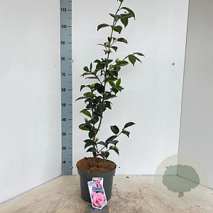 Camellia j. 'William Bartlett' 60-70 cm 5,0L
