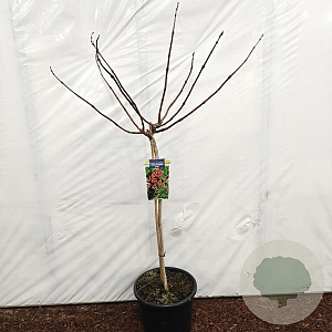 Campsis t. Fire Trumpet 80 cm stam 15L