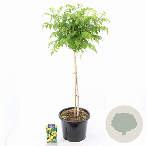 Campsis t. Golden Trumpet 80 cm stam 15L