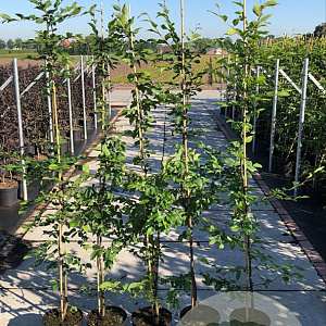 Carpinus betulus 175-200 cm 5,0L met stok