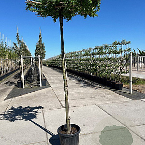 Carpinus betulus 14-16 HO 50L dakvorm 240 vierkant 120x120
