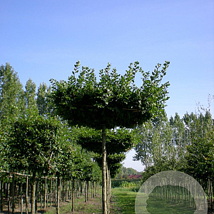 Carpinus betulus 14-16 HO draadkluit dakvorm 240 cm stam