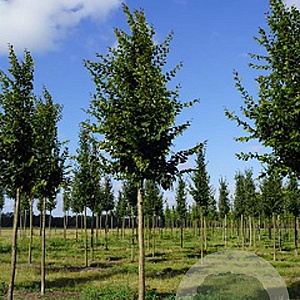 Carpinus bet. 'A. Beeckman' 14-16 HO draadkluit geveerd