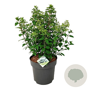 Hydrangea pan. Bobo 50-60 cm 15L