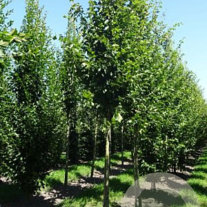 Carpinus bet. 'Frans Fontaine' 25-30 HO draadkluit 250 cm stam