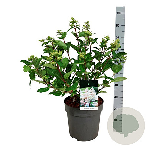 Hydrangea pan. Early Harry 50-60 cm 15L