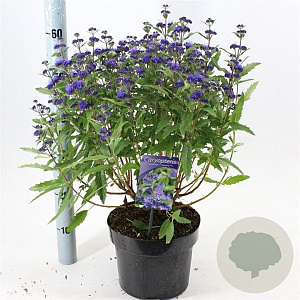 Caryopteris cland. Grand Bleu 25-30 cm 5,0L