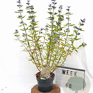 Caryopteris cland. 'Heavenly Blue' 30-40 cm 3,0L
