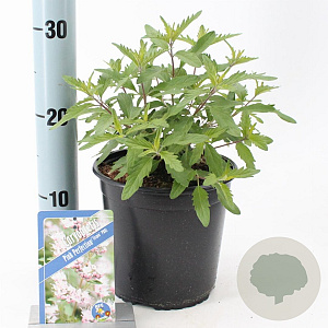 Caryopteris cland. Pink Perfection 30-40 cm 2,0L