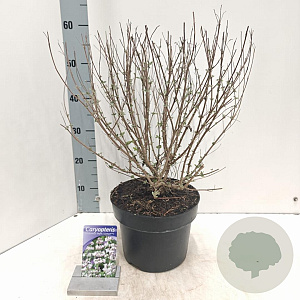 Caryopteris cland. Stephi 40-50 cm 5,0L