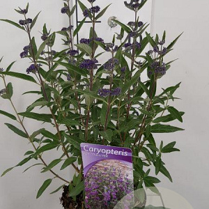 Caryopteris cland. 'Thetis' 30-40 cm 2,0L