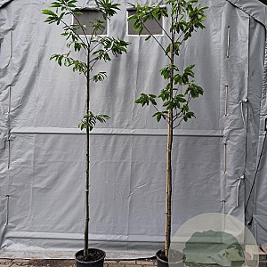 Castanea sativa 6-8 HO 15L