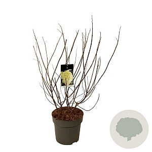 Hydrangea pan. 'Limelight' 60-80 cm 15L