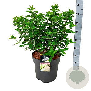 Hydrangea pan. Little Lime 50-60 cm 15L