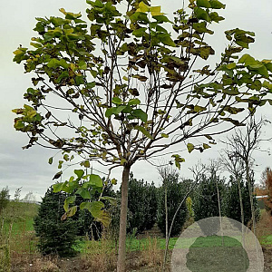 Catalpa bignonioides 'Aurea' 25-30 HO draadkluit