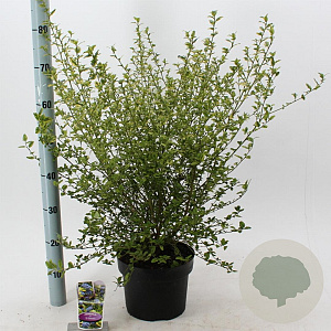 Ceanothus El Dorado 30-40 cm 5,0L
