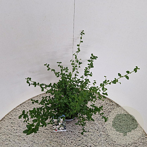 Ceanothus thyr. 'Millerton Point' 30-40 cm 2,5L