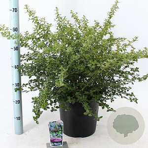 Ceanothus thyrsiflorus repens 40-50 cm 10L