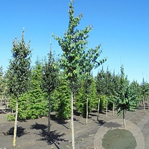 Cercidiphyllum japonicum 10-12 HO draadkluit