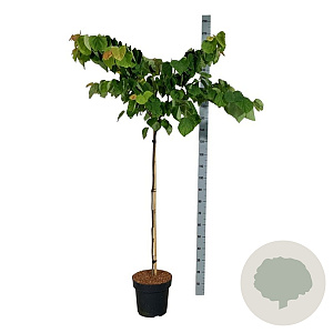 Cercis can. The Rising Sun 120 cm stam 15L