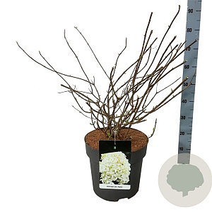 Hydrangea pan. Skyfall 60-80 cm 15L