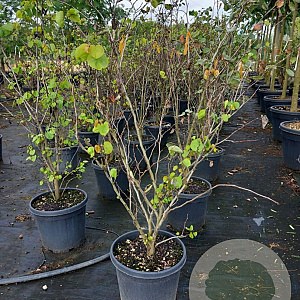 Cercis siliquastrum 100-125 cm 40L meerstammig