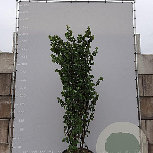 Cercis siliquastrum 300-350 cm draadkluit meerstammig