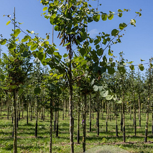 Cercis siliquastrum 12-14 HO draadkluit geveerd 3 X verplant