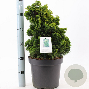 Chamaecyparis o. 'Aurora' 25-30 cm 7,5L