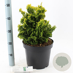 Chamaecyparis o. 'Aurora' 25-30 cm 7,5L