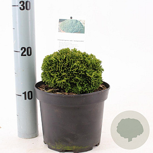 Chamaecyparis o. 'Juniperoides' 12-15 cm 2,0L