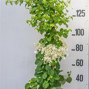 Hydrangea anomala petiolaris 150-175 cm 10L met stok