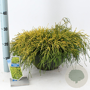 Chamaecyparis p. 'Sungold' 30-40 cm 7L