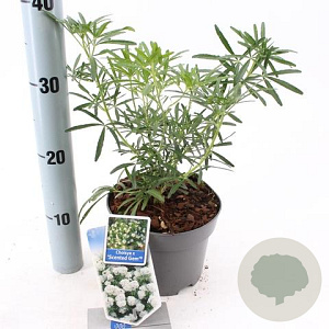 Choisya Green Fingers 25-30 cm 2,0L